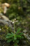 Chimaphila umbellata. Цветущее растение. Крым, восточный склон Бабуган-яйлы, смешанный лес. 04.07.2023.