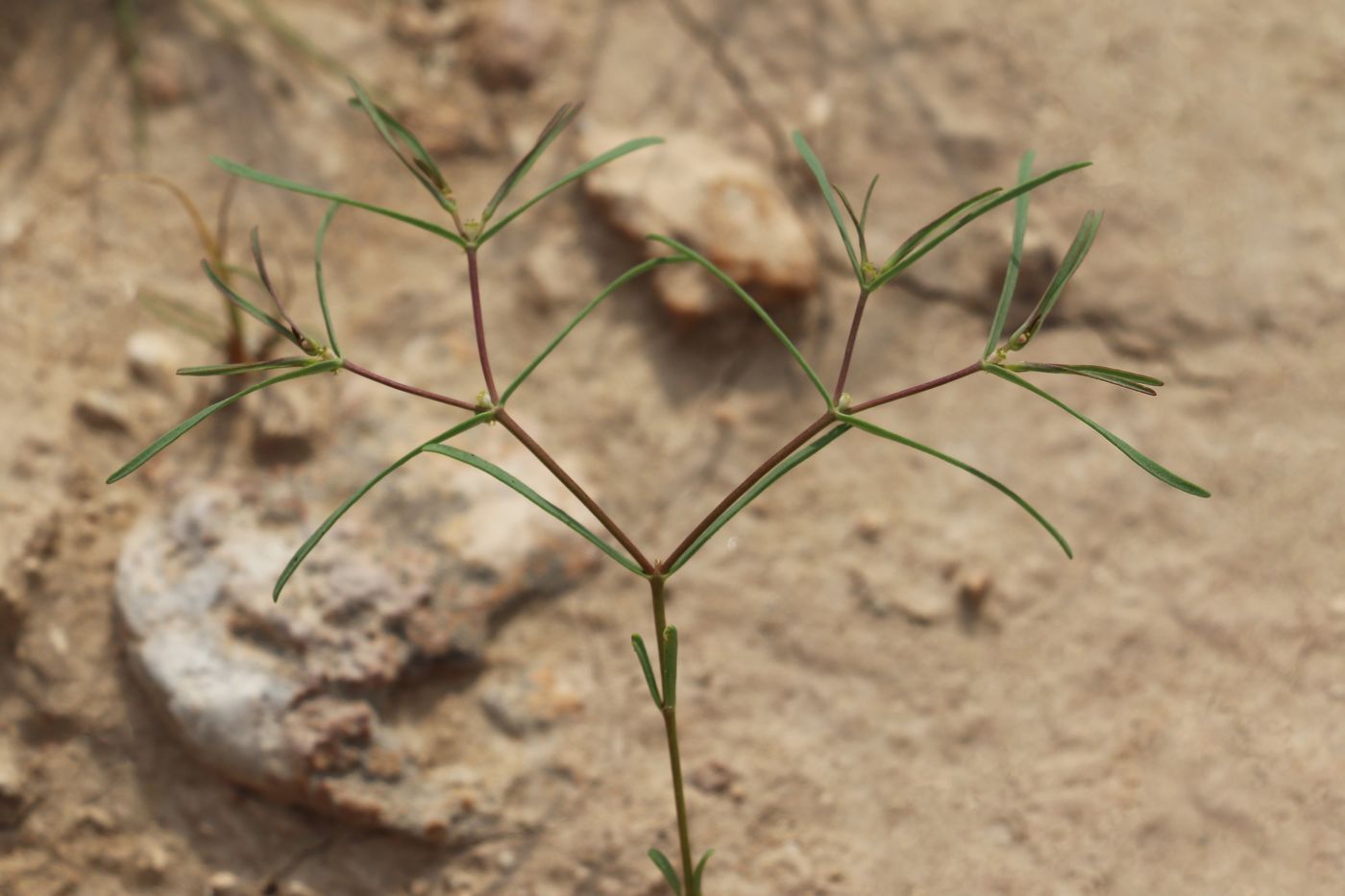 Image of Euphorbia inderiensis specimen.