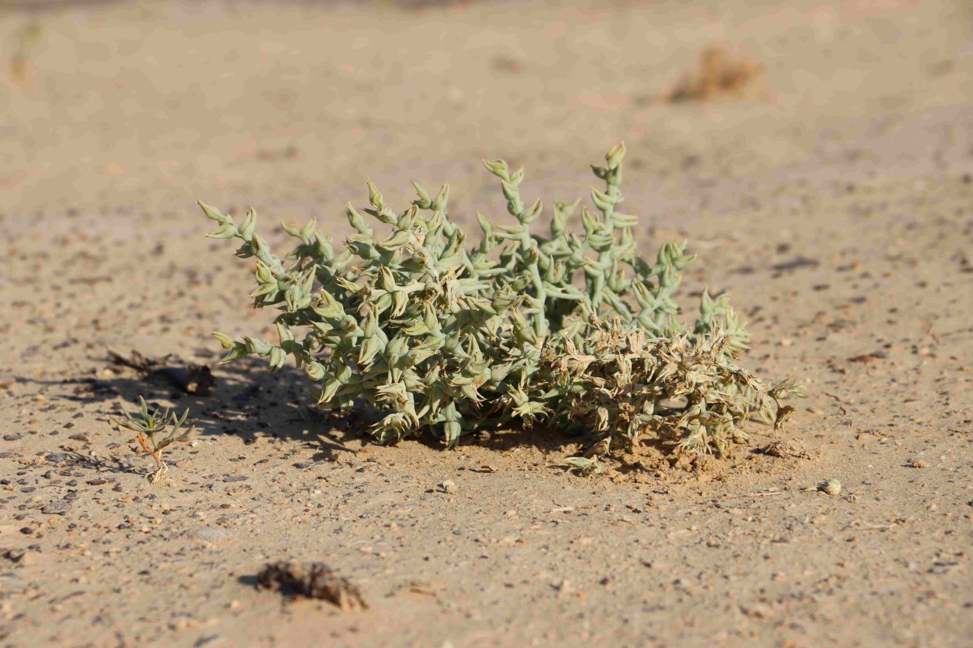 Image of Halimocnemis sclerosperma specimen.