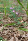 Cephalanthera rubra. Цветущее растение. Краснодарский край, Крымский р-н, окр. станицы Неберджаевская, ур. Глубокий Яр, буково-дубово-грабовый лес. 30.05.2024.