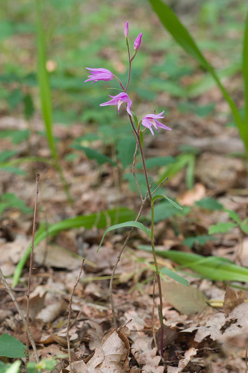 Изображение особи Cephalanthera rubra.