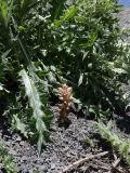 Orobanche dagestanica. Цветущее растение (паразитирует на Cirsium pugnax). Дагестан, Агульский р-н, 5 км ССЗ с. Чираг, сланцевая осыпь. 25 июня 2023 г.