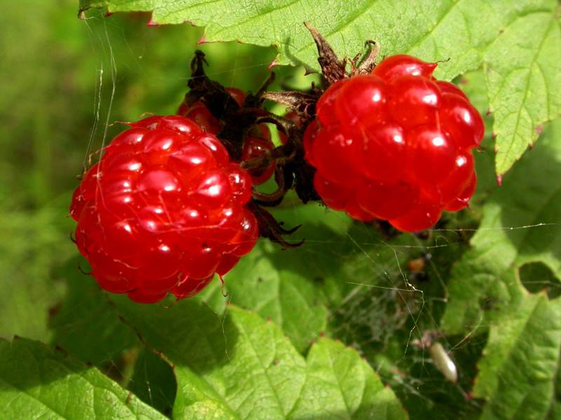 Image of Rubus crataegifolius specimen.