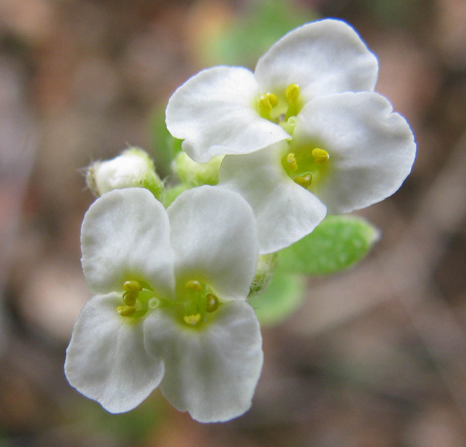 Изображение особи Stevenia alyssoides.