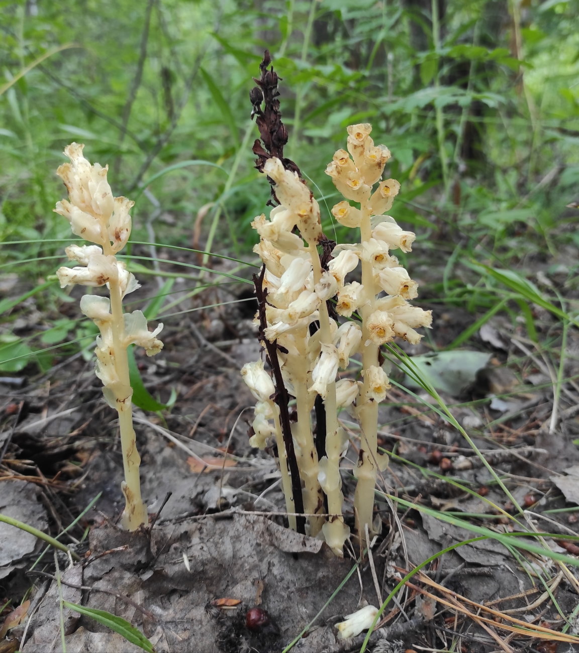 Image of Hypopitys monotropa specimen.