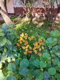 Helenium autumnale