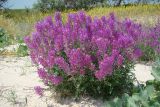 Astragalus varius. Цветущее растение. Украина, Запорожская обл., окр. пос. Набережное, коса Обиточная. 15.06.2006.