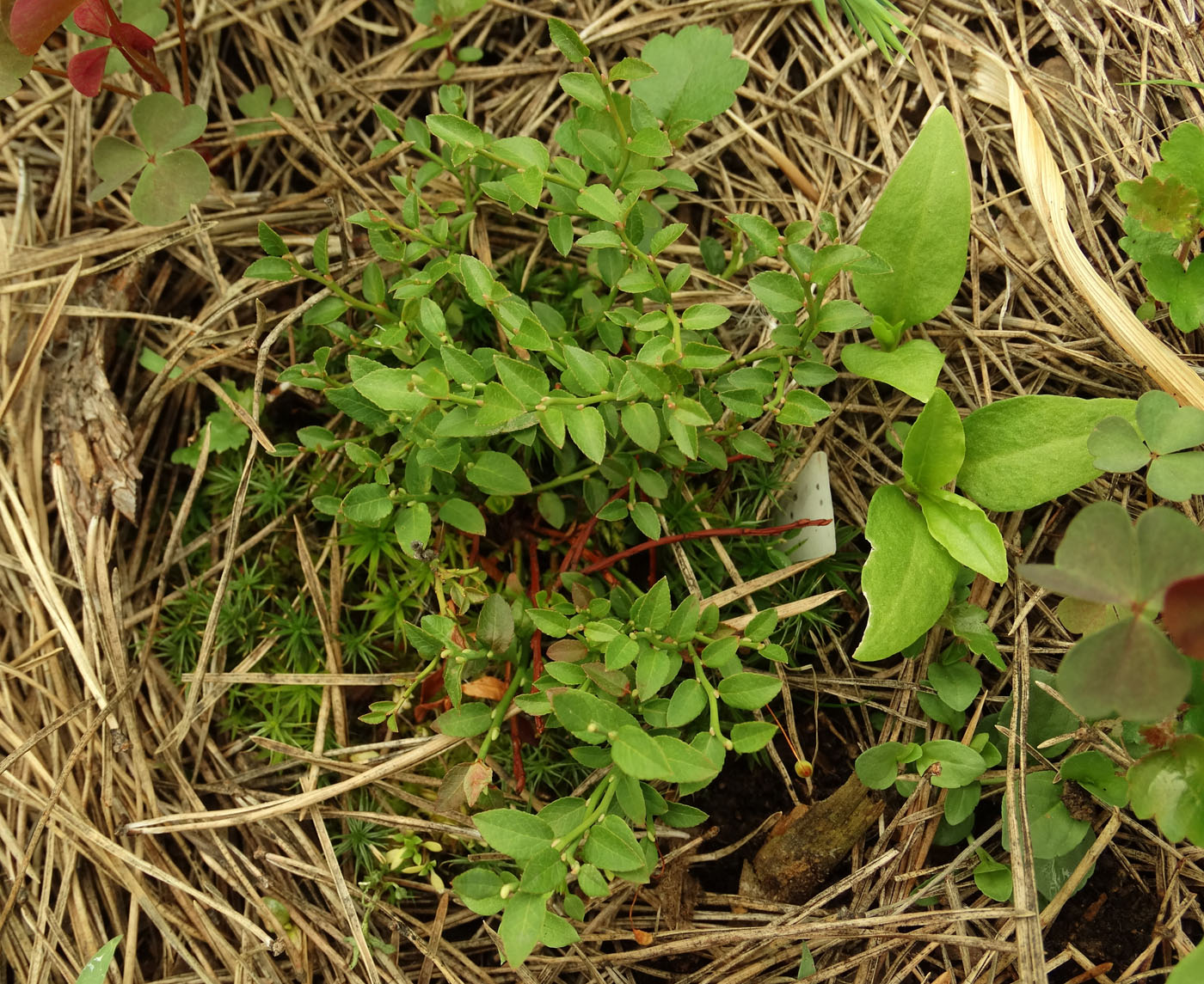 Image of Vaccinium scoparium specimen.