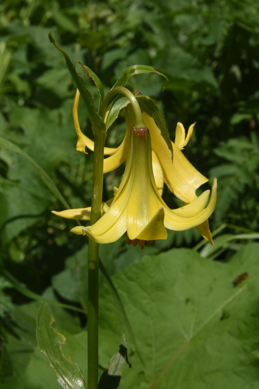 Изображение особи род Lilium.
