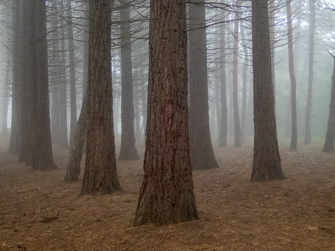 Изображение особи Sequoiadendron giganteum.