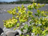 Euphorbia virgata. Верхушка плодоносящего растения. Дагестан, Ахтынский р-н, с. Ахты, отмель р. Ахтычай. 05.08.2024.