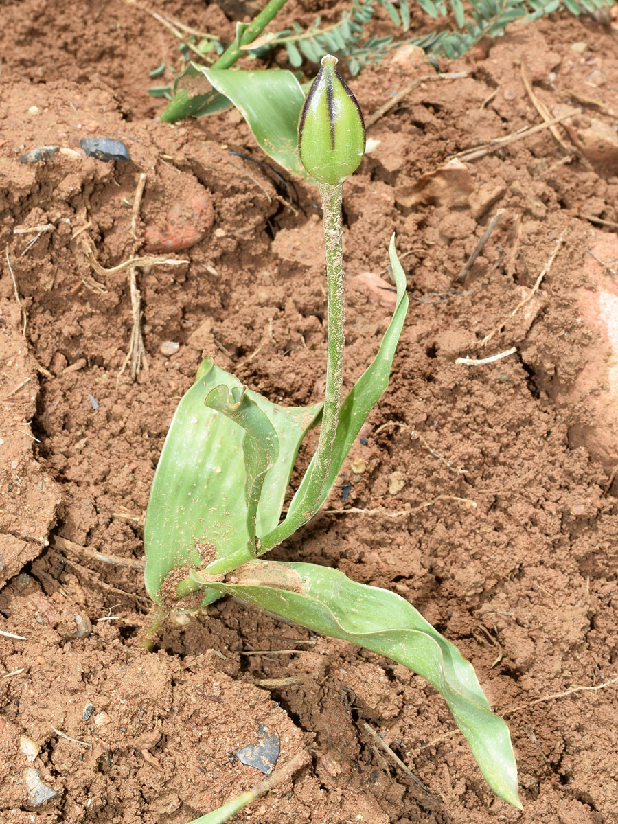 Изображение особи Tulipa greigii.