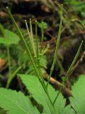 Cardamine glanduligera