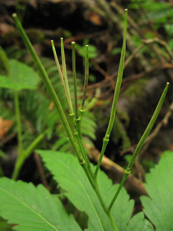 Изображение особи Cardamine glanduligera.