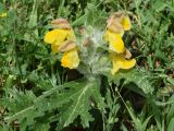 Phlomoides speciosa