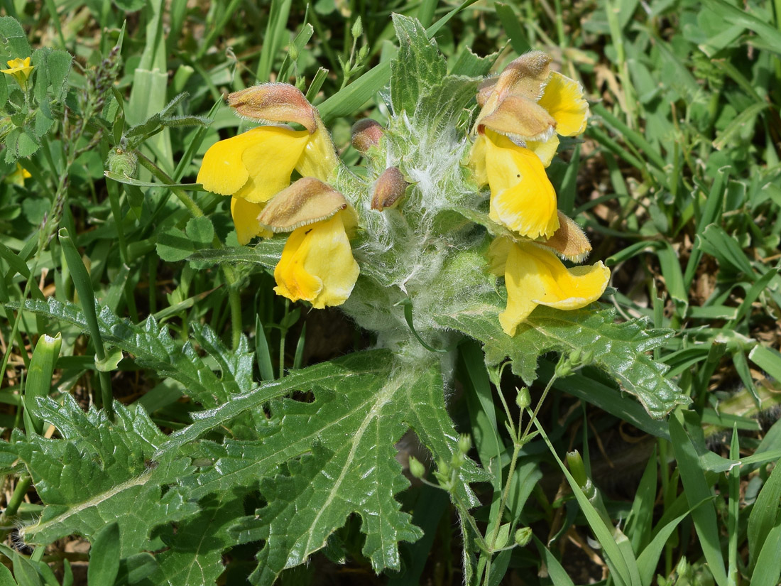 Изображение особи Phlomoides speciosa.
