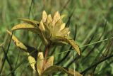 Gentiana cruciata