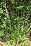 Corylus avellana