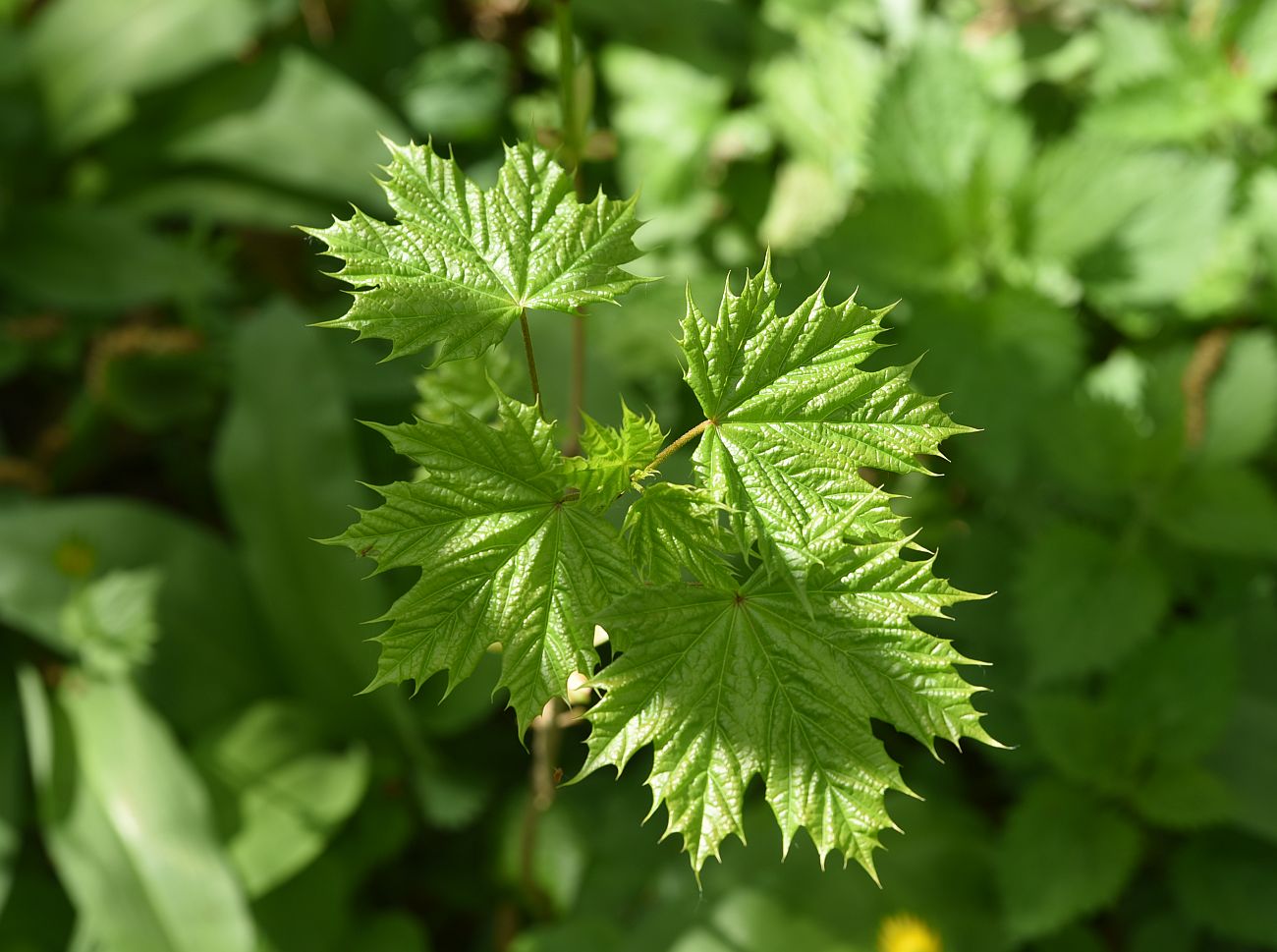 Изображение особи Acer platanoides.