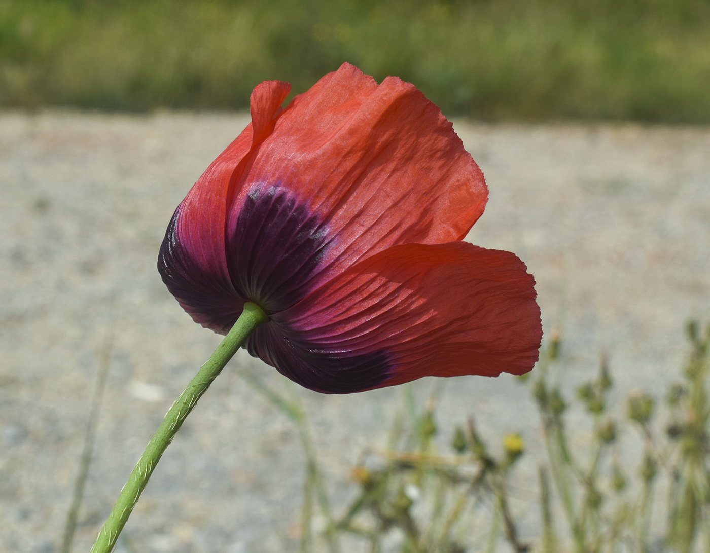 Изображение особи Papaver somniferum.