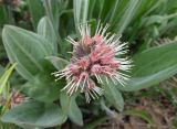 Solenanthus karateginus