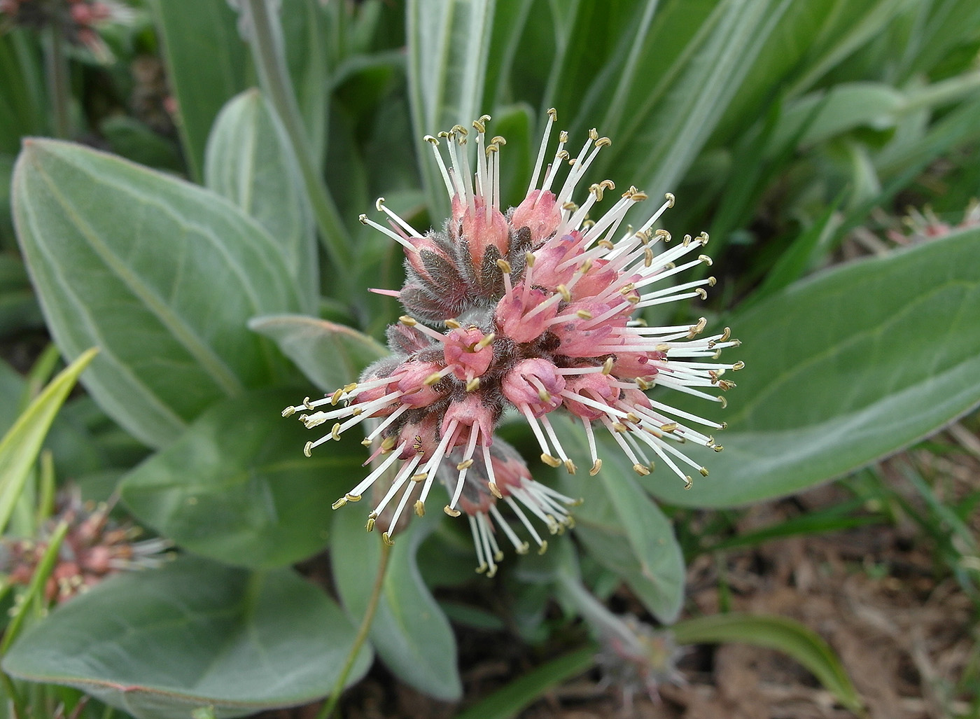Image of Solenanthus karateginus specimen.