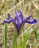 Iris uniflora. Цветок. Приморский край, Уссурийский гор. округ, окр. с. Монакино, луг на небольшой сопке. 09.05.2025.