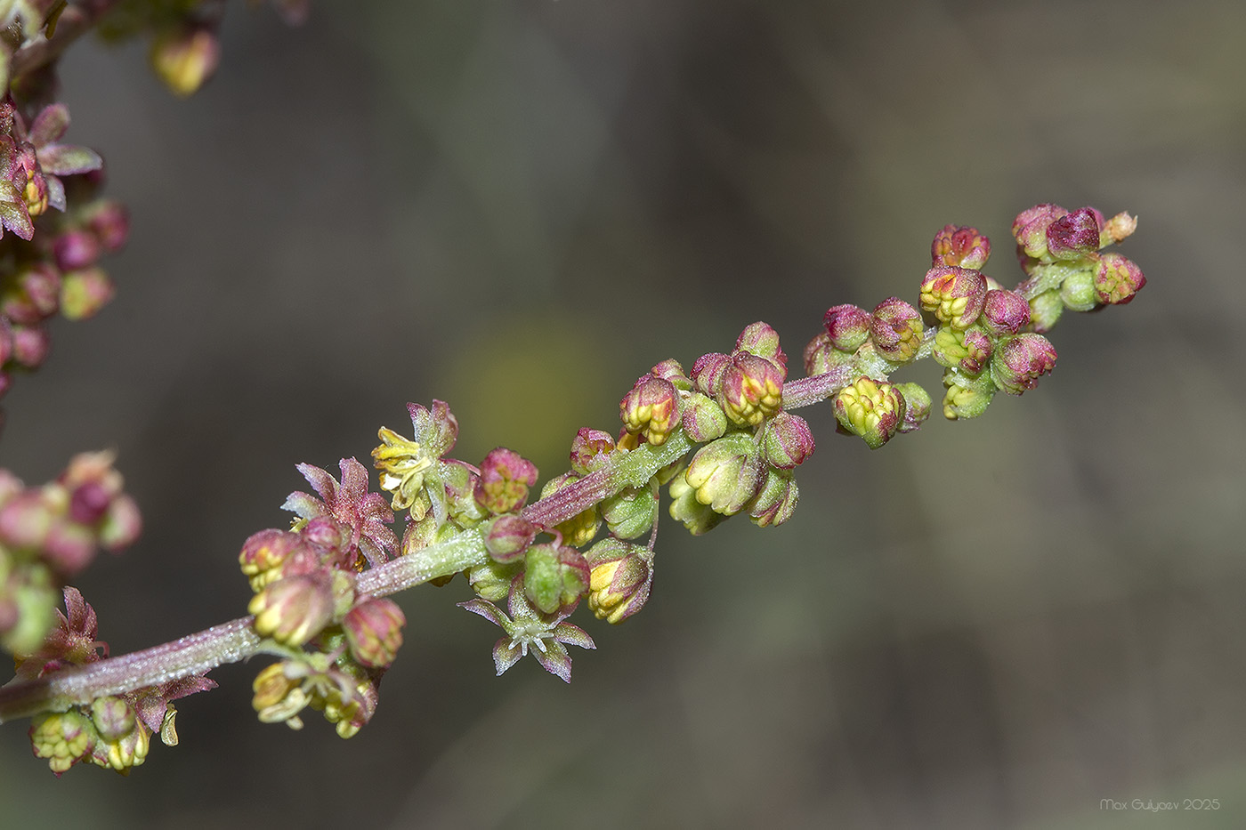Image of genus Rumex specimen.