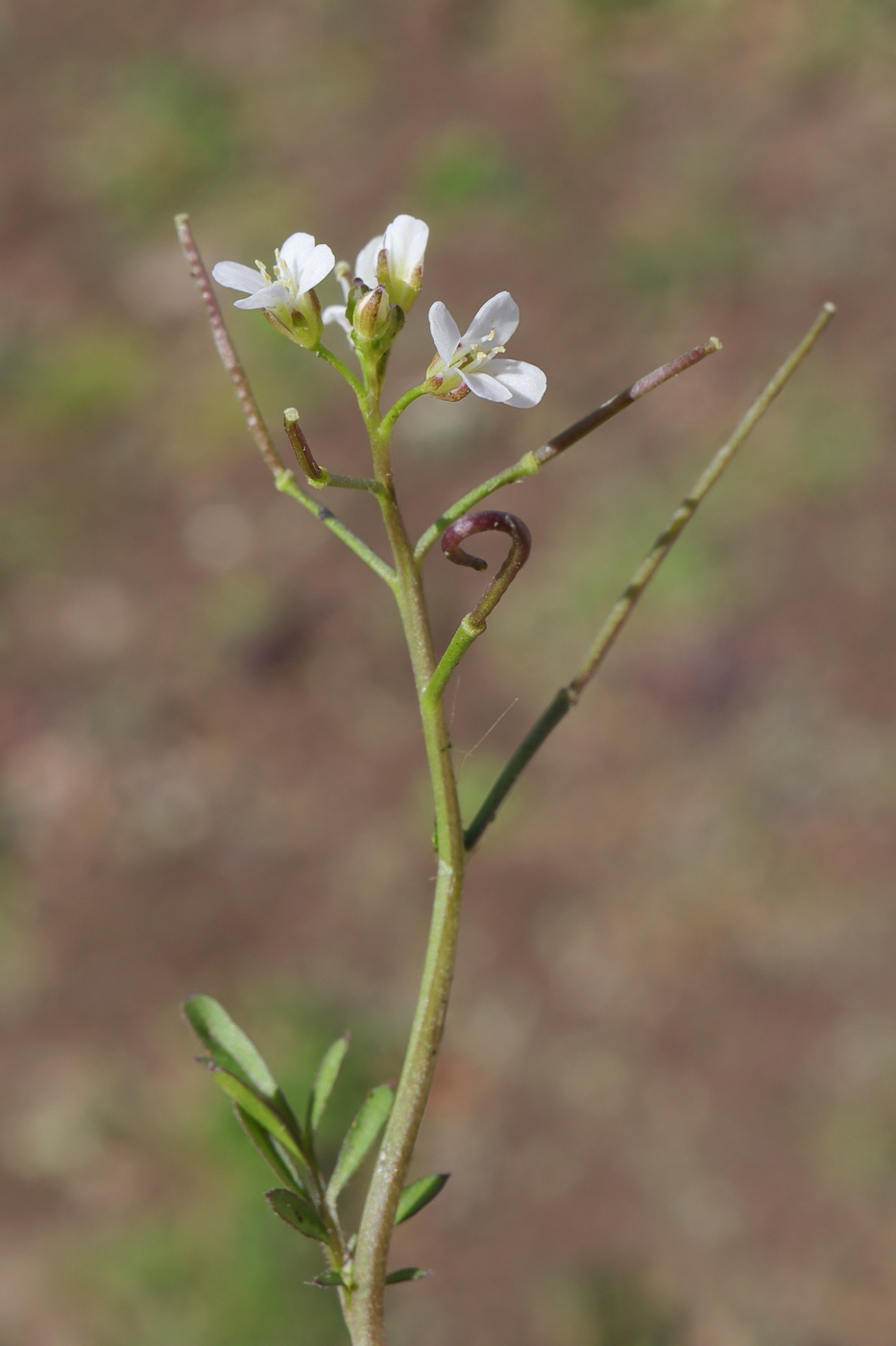 Image of Cardamine occulta specimen.