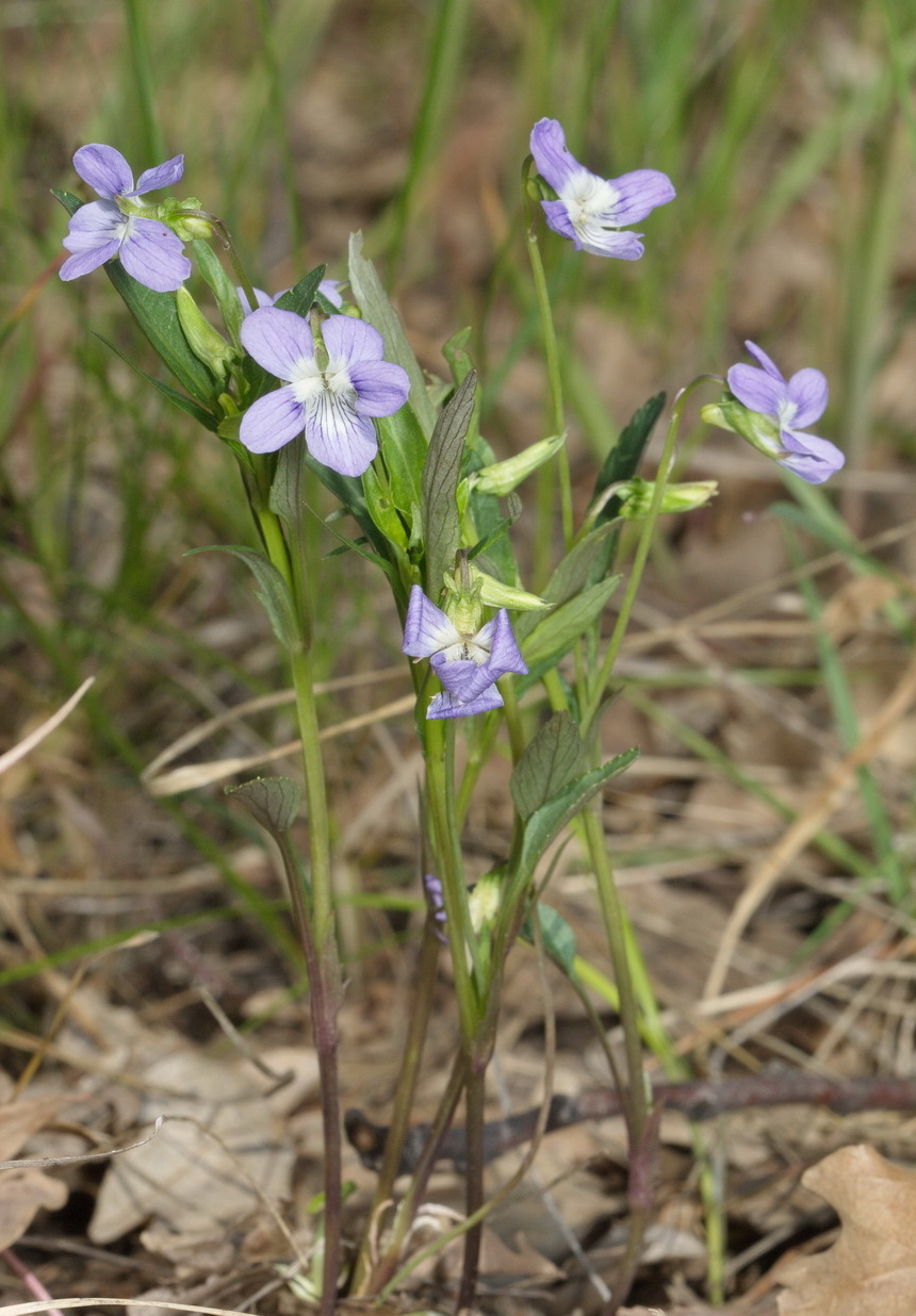 Image of genus Viola specimen.