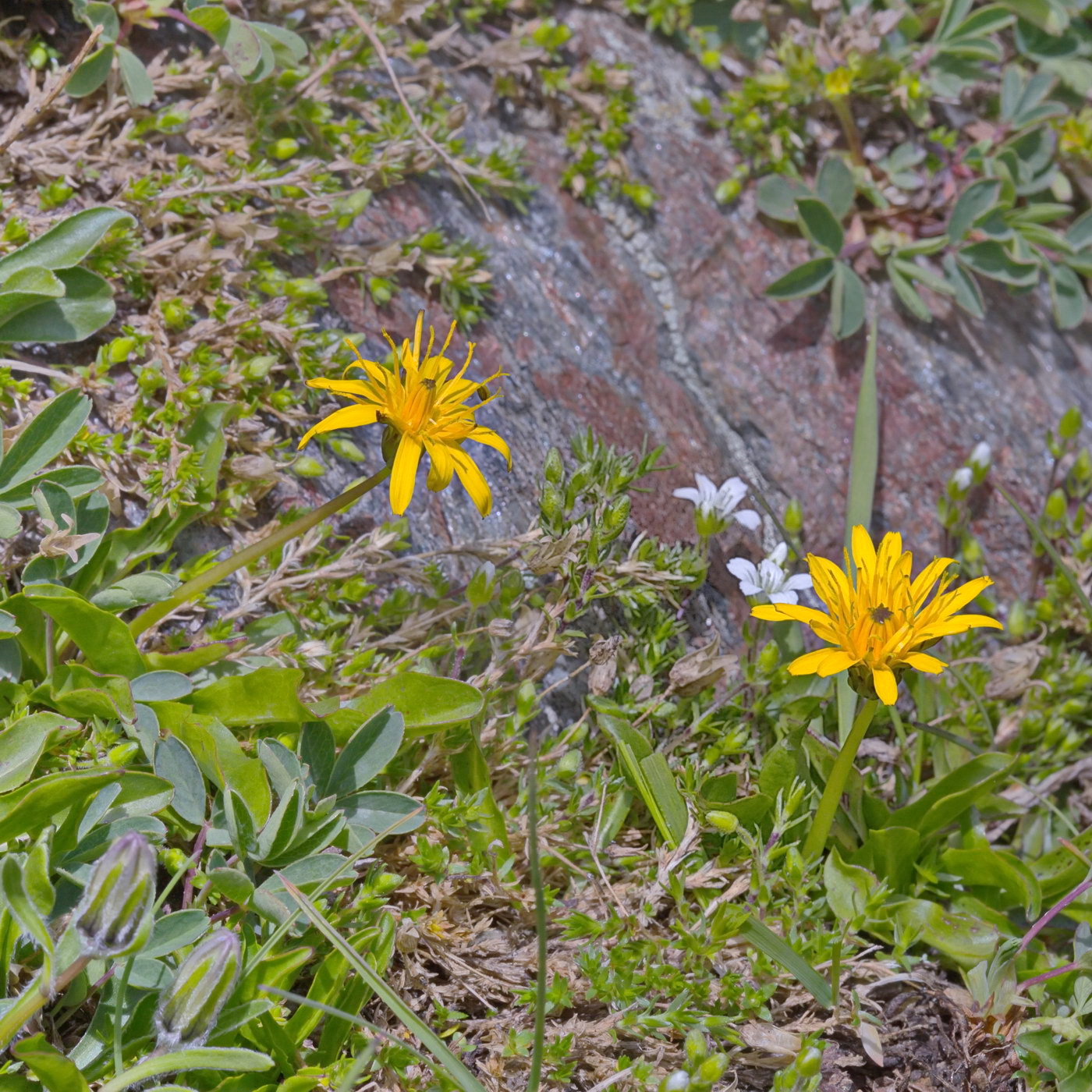 Image of genus Taraxacum specimen.