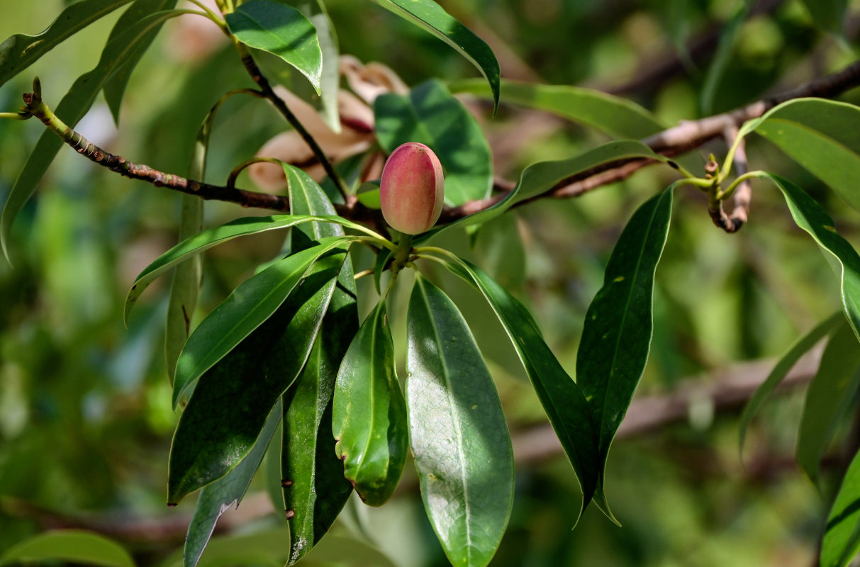 Image of Magnolia insignis specimen.