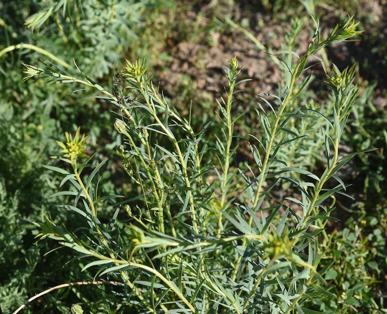 Изображение особи род Euphorbia.