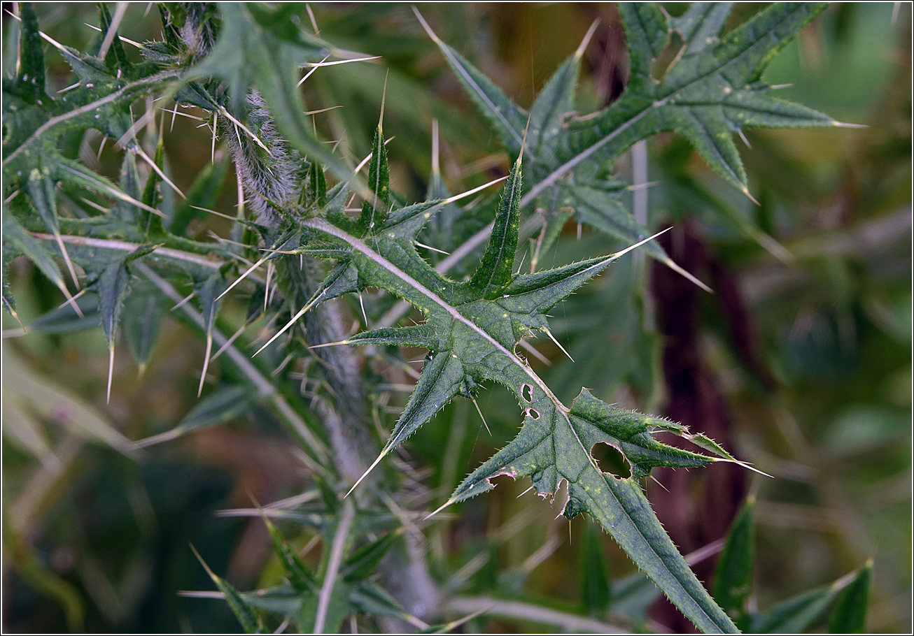 Изображение особи Cirsium vulgare.