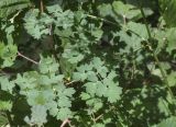Thalictrum minus. Листья. Испания, Каталония, пров. Жирона, комарка Рипольес, муниципалитет Сеткасес, окр. н.п. Сеткасес, ≈1300 м н.у.м., пойма р. Тер, каменистый берег реки, опушка смешанного леса. 27.07.2025.