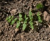 Cystopteris fragilis. Сорванная вайя. Турция, ил Ван, р-н Битлис, СВ участок борта кальдеры Немрут, нижняя часть склона, в трещине скалы на теневом участке ок. Juniperus polycarpos. 21 мая 2025 г.