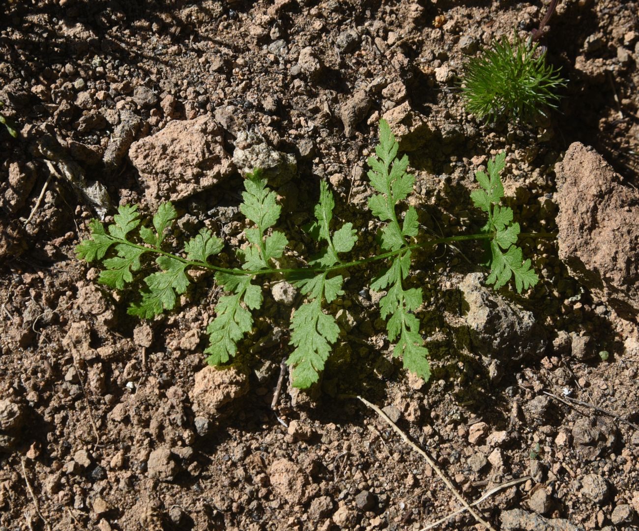 Изображение особи Cystopteris fragilis.