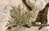 Polycarpaea robbairea. Цветущее растение. Израиль, склон гор к Мёртвому морю, между камней в пустыне. 23.02.2011.