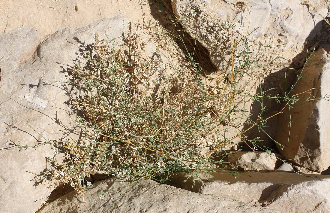 Image of Polycarpaea robbairea specimen.