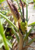 Dracunculus vulgaris