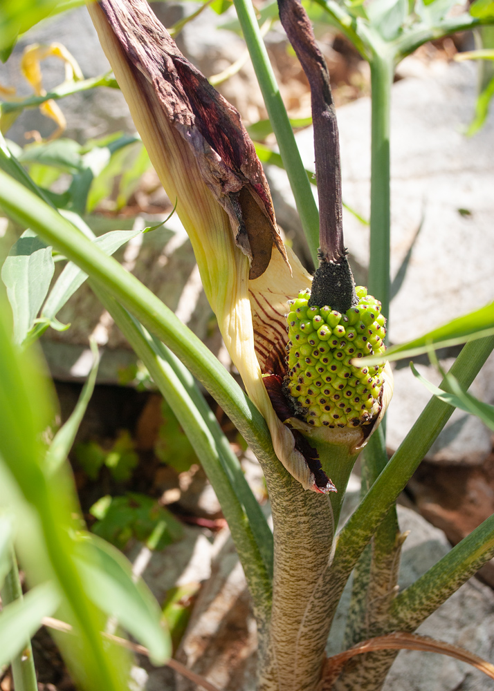 Изображение особи Dracunculus vulgaris.