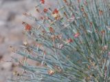 Anabasis truncata