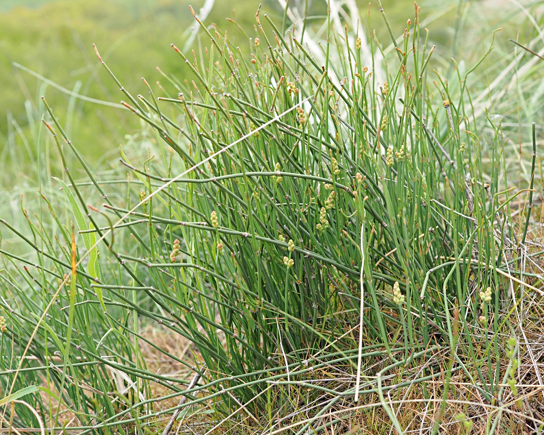 Image of Ephedra distachya specimen.