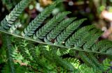 Polystichum setiferum. Часть вайи с сорусами (вид на абаксиальную поверхность). Португалия, округ Лиссабон, г. Синтра, в парке. 05.08.2025.