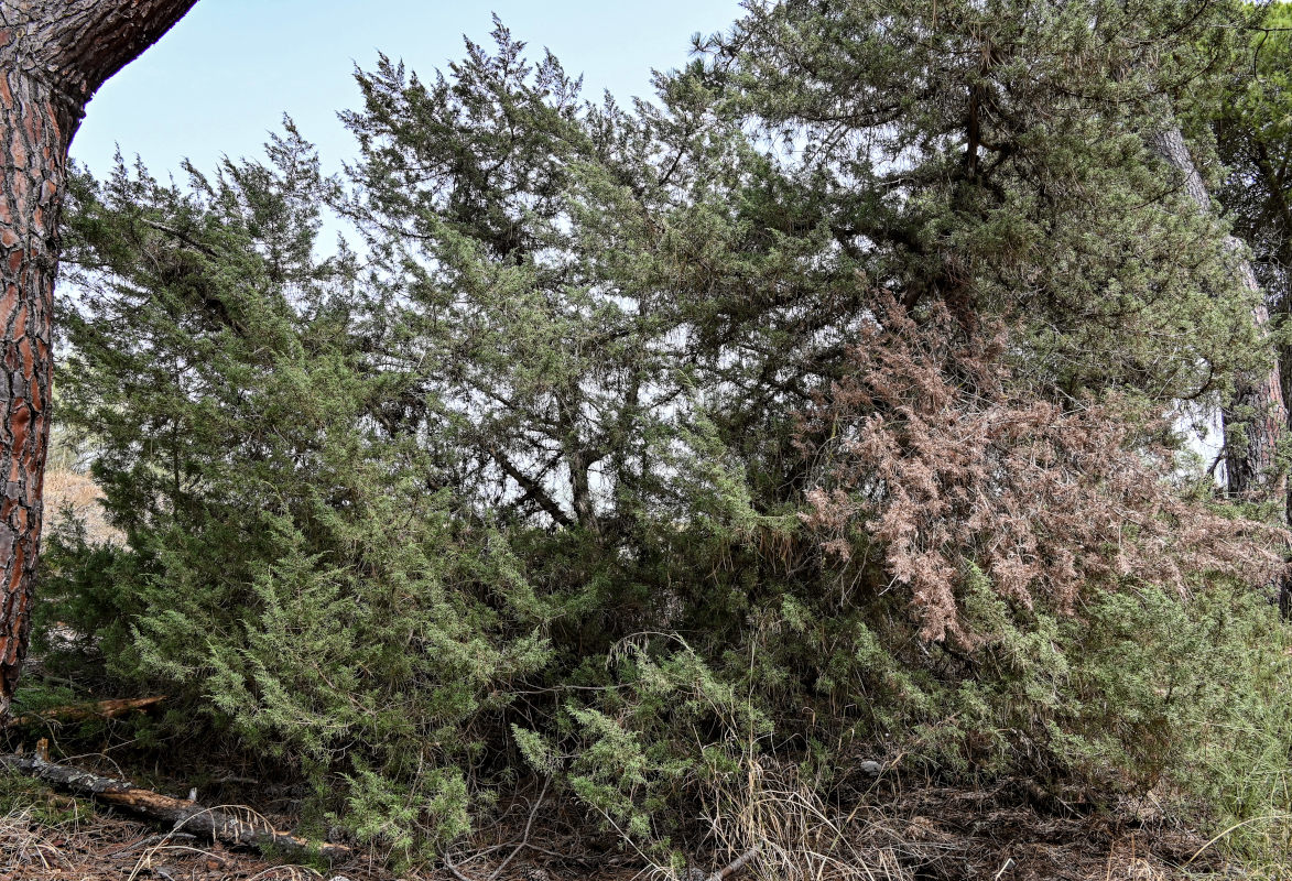 Изображение особи Juniperus phoenicea.