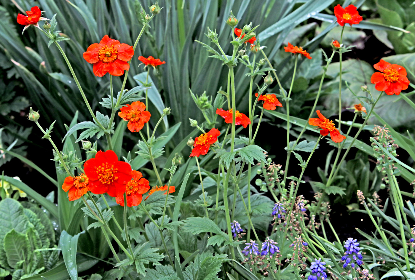 Image of Geum quellyon specimen.