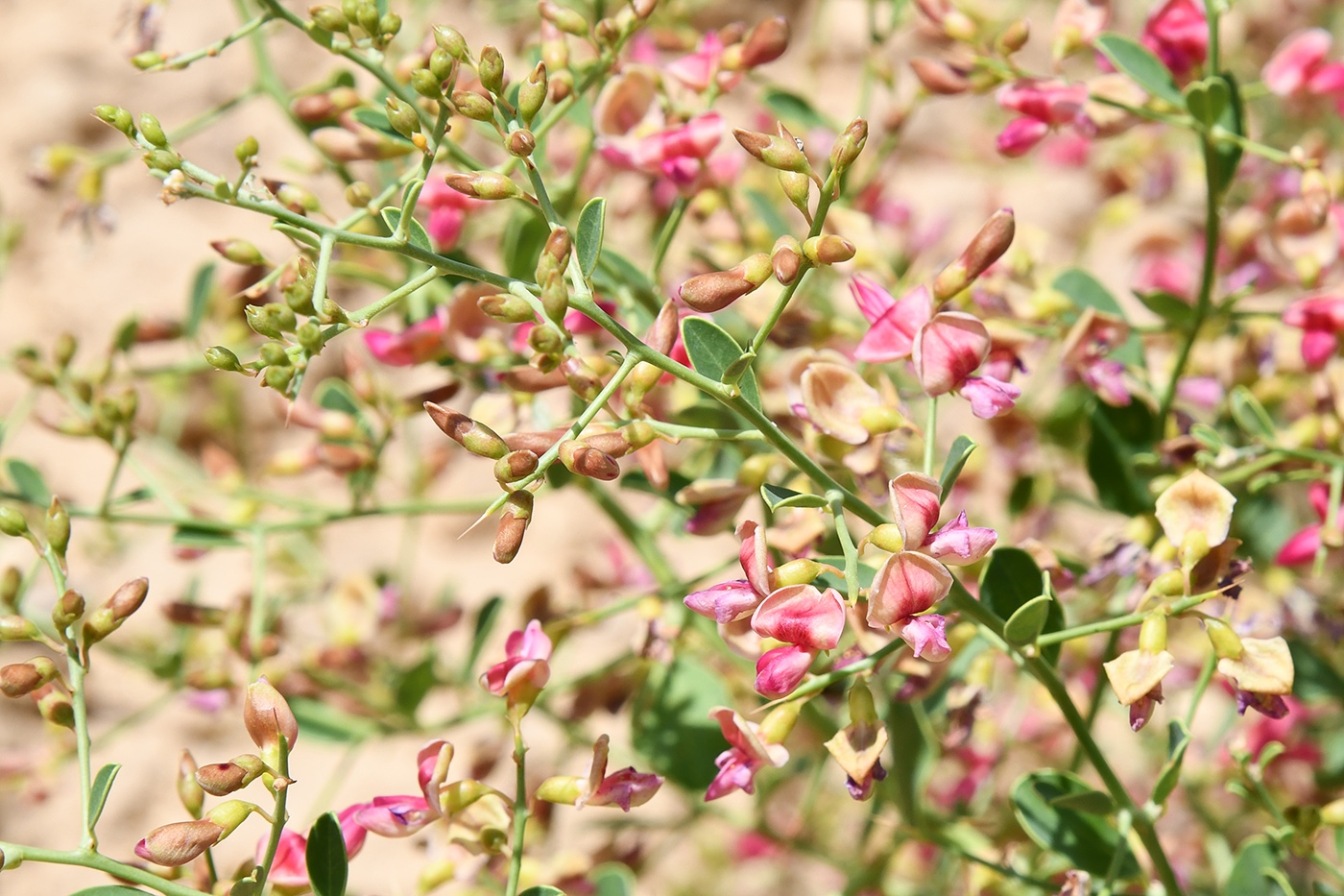 Image of Alhagi pseudalhagi specimen.