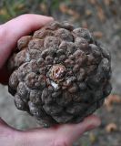 Смотреть изображение род Pinus