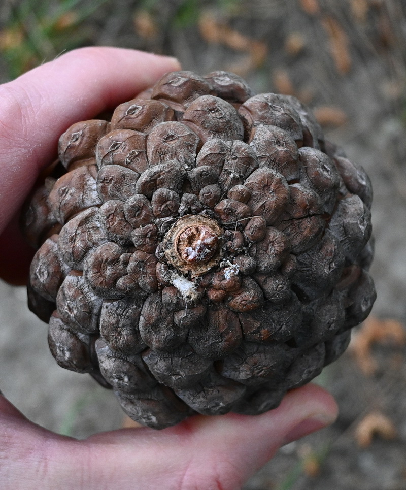 Изображение особи род Pinus.