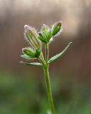 Melandrium astrachanicum